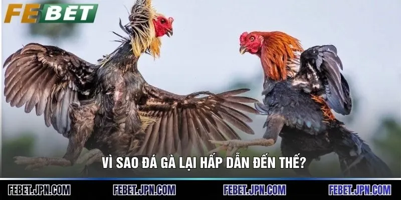 Vì sao đá gà lại hấp dẫn đến thế?